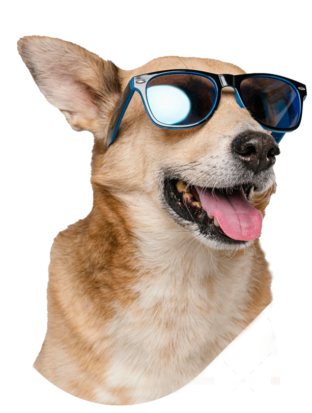 dog10a