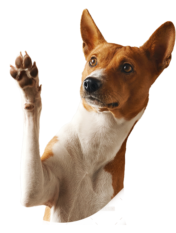 dog2